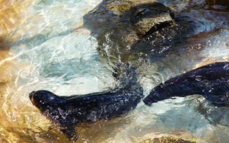Téléchargez les photos : Un couple de phoques communs du Pacifique à fourrure noire avec des taches annulaires nageant en eau claire peu profonde - en image libre de droit