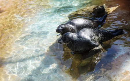 Téléchargez les photos : Phoques communs du Pacifique à fourrure noire avec taches annulaires soleil se baignant sur des rochers dans des eaux peu profondes et claires - en image libre de droit