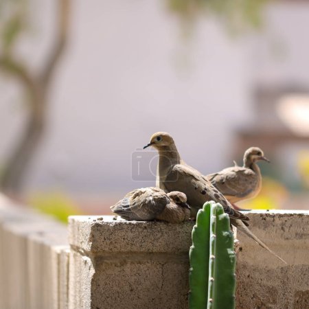 Photo for A family of Arizona Mourning Doves (Zenaida macroura) with a watchful parent and fledglings on a fence - Royalty Free Image
