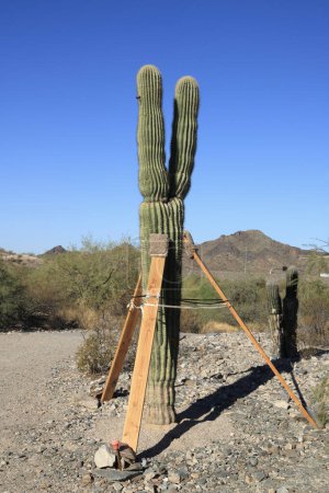 Foto de Replantado y cuidadosamente apoyado justo debajo de los brazos Saguaro cactus en Dreamy Draw Desert Preserve recientemente renovado, Phoenix, AZ - Imagen libre de derechos