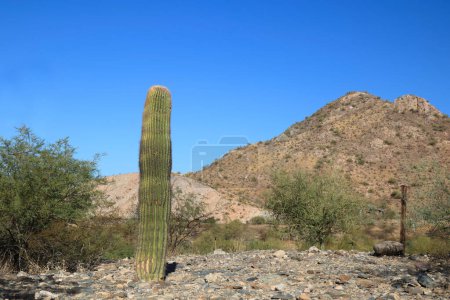 Foto de Cactus Saguaro jóvenes cuidadosamente replantados en Dreamy Draw Desert Preserve recientemente renovado, Phoenix, AZ - Imagen libre de derechos