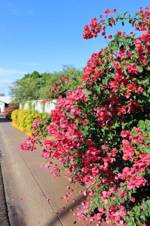 Téléchargez les photos : Clôture naturelle couverture décorative avec ornement Bougainvilliers rouges le long des rues résidentielles à Phoenix, Arizona - en image libre de droit