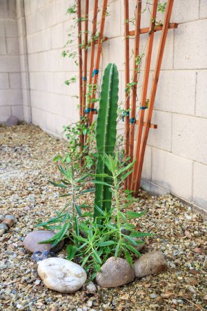 Téléchargez les photos : Colonne Cereus et diables épine dorsale ou alligator succulent utilisé comme plantes décoratives dans le style désert de l'Arizona xériscaping - en image libre de droit