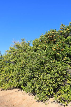 Téléchargez les photos : Oranges mûres suspendues dans une couronne dense d'agrumes pendant l'hiver chaud Arizona - en image libre de droit