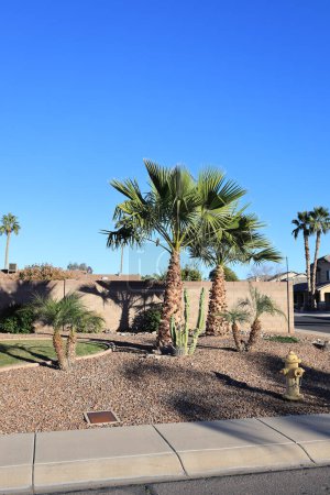Téléchargez les photos : Coin résidentiel en bordure de route Xeriscaped décoré de cactus Totem Pole, de palmiers nains et de hauts palmiers tropicaux à Phoenix, Arizona, par une journée d'hiver chaude et ensoleillée - en image libre de droit