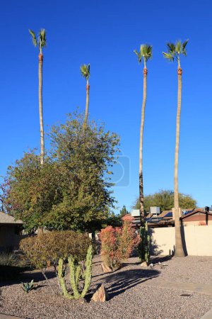 Téléchargez les photos : Desert indigène Totem Pole cactus et succulent Euphorbia Tirucalli également connu sous le nom de bâtons sur le feu et de grands palmiers maigres en bord de route xériscaped à Phoenix, Arizona - en image libre de droit