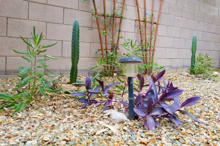 Photo for Xeriscaped backyard with Tradescantia Pallida, Kalanhoe Alligator Plants, Hildmann's Cereus Hedge cacti and trellis with Jasmine vine on wet chilly winter morning - Royalty Free Image
