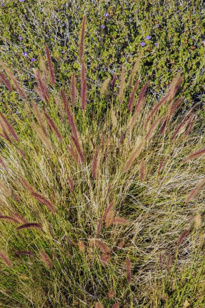 Photo for Closeup of  Fountain grass, Pennisetum setaceum, that stays green during warm winter in Phoenix, Arizona - Royalty Free Image