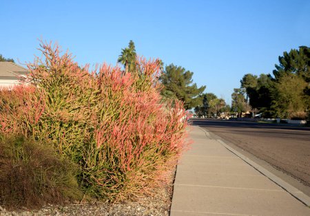 Desert native succulent Euphorbia Tirucalli also known as Sticks on Fire, decorating xeriscaped residential streets of Phonix, Arizona in winter