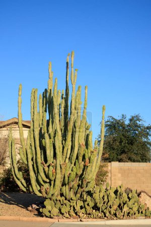 Desert native Totem Pole and Spineless Prickly Pear Cacti in xeriscaped roadside in Phoenix, Arizona