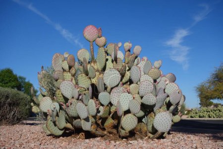 Desert native spineless Prickly Pear cactus in xeriscaped grounds in Phoenix, Arizona