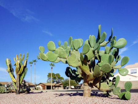 Desert native columnar Cereus and mature Prickly Pear cacti in city streets xeriscaping in Phoenix, Arizona