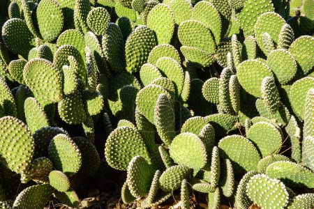 Téléchargez les photos : Desert natif décoratif sans épines Opuntia Microdasys également connu sous le nom Bunny-ears Prickly Poire cactus, fond de la nature - en image libre de droit