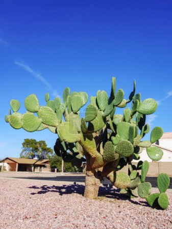 Desert native mature spineless Prickly Pear cactus in city streets xeriscaping in Phoenix, Arizona