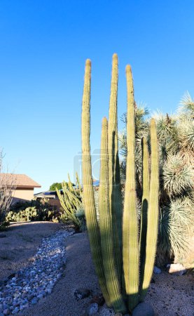 Columnar Cereus cactus y Agave suculentas utilizadas como plantas decorativas en xeriscaping estilo desierto a lo largo de calles de la ciudad en Phoenix, Arizona