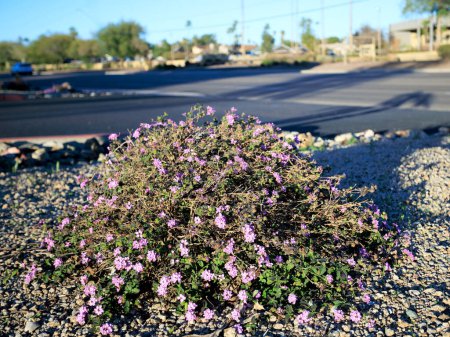 Téléchargez les photos : Toujours en floraison, même en hiver, Trailing Lantana Montevidensis utilisé dans l'aménagement paysager de style désert le long des routes à Phoenix, Arizona - en image libre de droit