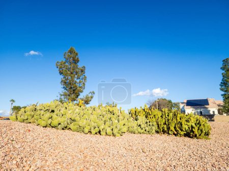Arizona Wüste Stil xeriscaping mit fast rückgratlosen Nopal oder Feigenkaktus in der Stadt Phoenix