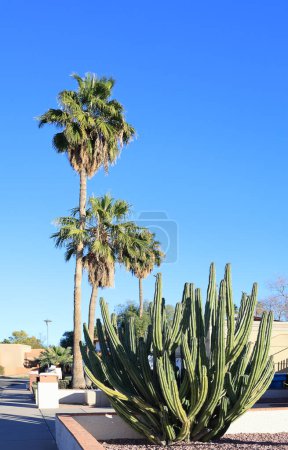 An einem warmen und sonnigen Wintertag am Straßenrand einer Wohnstraße in Phoenix, Arizona, dekoriert mit säulenförmigen Wüsten-Cereus-Kakteen und riesigen tropischen Palmen