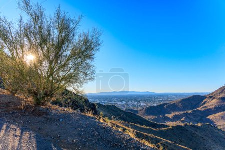 Soleil brillant à travers Palo Verde arbre et vue lointaine de la vallée du soleil avec Glendale, Peoria et Phoenix de North Mountain Park, Arizona, contre-jour tourné en fin d'après-midi