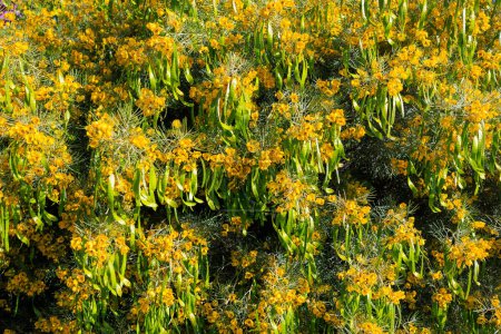 Fedrige australische Cassia (Senna Artemisioides) mit leuchtend schwefelgelben Blüten im zeitigen Frühling