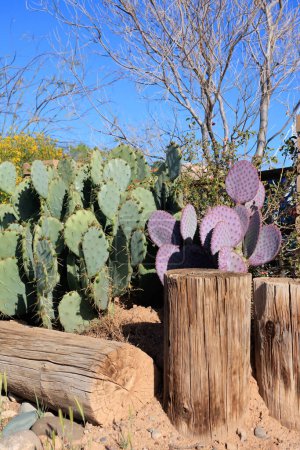 Desert native highly decorative green and purple prickly pears (Opuntia macrocentra) cacti used as natural hedge in xeriscaping, Phoenix, Arizona