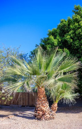 Desert style xeriscaped roadside decorated with a beautiful tropical palm duo in city of Phoenix, Arizona