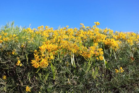 Nahaufnahme einer natürlichen Hecke aus gefiederter Cassia (Senna Artemisioides) mit leuchtend schwefelgelben Blüten im zeitigen Frühjahr