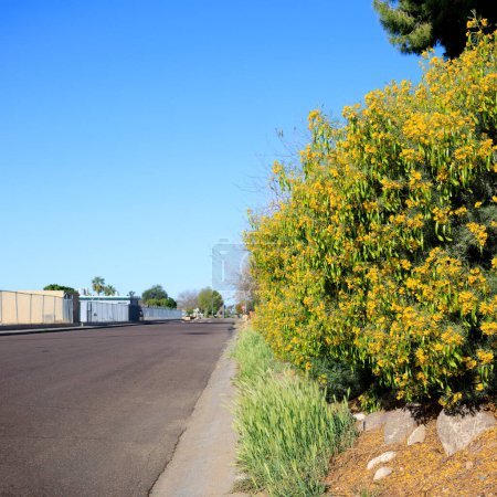 Blooming Feathery Cassia (Senna Artemisioides) planted as informal hedge or sound barrier at roadside verge, Phoenix, Arizona