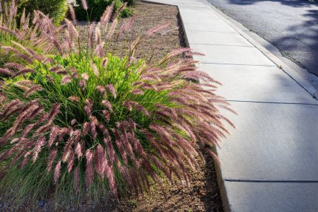 Dense and robust clumping Fountain grass growing in Arizona residential suburban roadside; backlit
