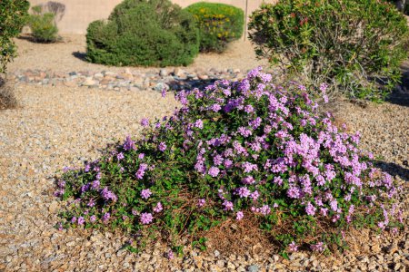 Téléchargez les photos : Floraison arbuste de faible hauteur de Lantana Montevidensis utilisé dans le style désert xeriscaping - en image libre de droit
