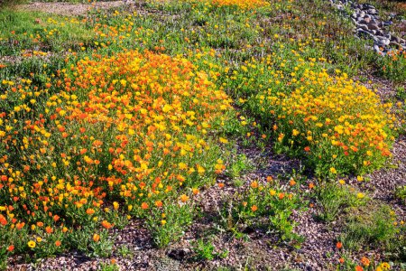 Afrikanische Gänseblümchen (Dimorphotheca sinuata) in voller Blüte mit leuchtend gelben Blüten als wunderschöner Bodendecker im Frühling, Phoenix, Arizona