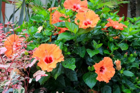 Bright colored Mandarin Tradewinds Hibiscus shrub with multiple blooming flowers, buds and dark green glossy leaves