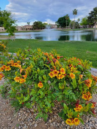 Arizona early spring bloom of dwarf Sparky Tecoma shrub at north lake shore of Dos Lagos park in city of Glendale