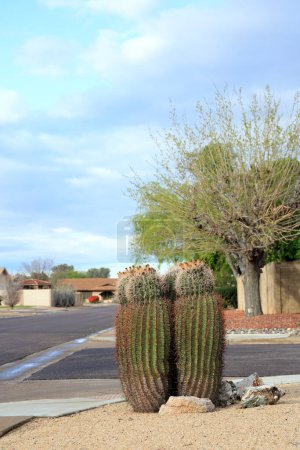 Arizona residential street corner with a tight cluster of thorny fishhook barrel columnar cacti after rainy night in Phoenix