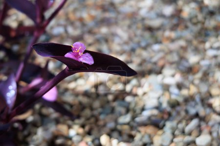 Closeup of Tradescantia Pallida in xeriscaped grounds in Spring, shallow DOF