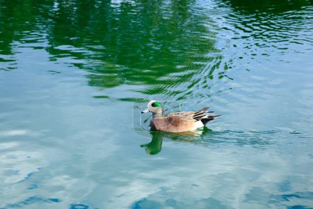 Téléchargez les photos : Canard Wigeon américain mâle aux couleurs vives avec un bandeau vert et une couronne blanche nageant dans un lac calme - en image libre de droit