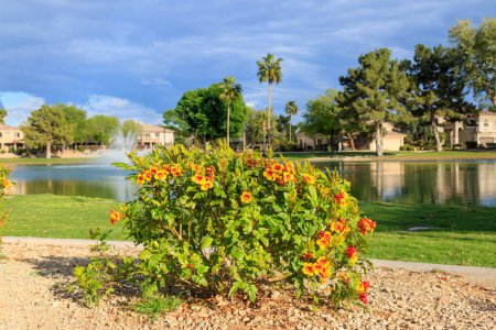 Arizona principios de primavera floración de enano Sparky Tecoma arbusto en la orilla norte del lago del parque Dos Lagos en la ciudad de Glendale