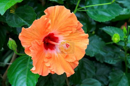 Photo for Closeup of bright colored Mandarin Tradewinds Hibiscus blooming flower with dark green glossy leaves background - Royalty Free Image