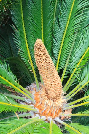 Primer plano de Cycas revoluta (también conocido como palma de Sago) cono de polen reproductivo masculino rodeado de hojas rizadas