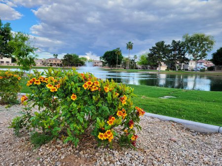 Arizona principios de primavera floración de enano Sparky Tecoma arbusto en la orilla norte del lago del parque Dos Lagos en la ciudad de Glendale