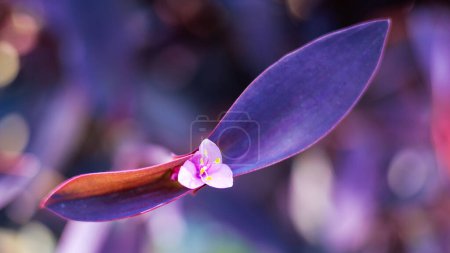 Closeup of Purple Heart (Tradescantia Pallida) pink flower with oblong purple leaves in spring, shallow depth of field