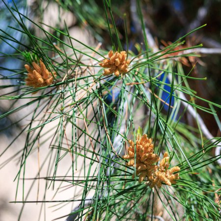 Baby pine cones sprouting all over coniferous tree branches in early Spring, shallow depth of field