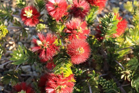 Primer plano de la floración enana roja Callistemon también conocido como Bottlebrush o Little John a principios de primavera