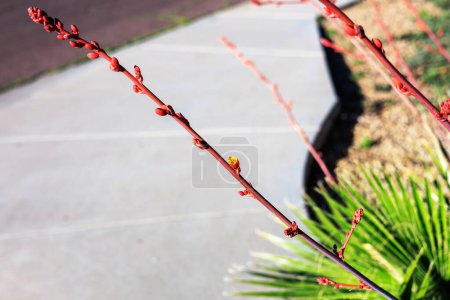 Knospen und Blüten der Roten Yucca, Hesperaloe parviflora, auf einem langen Stab, der den Bürgersteig der xeriscaped Phoenix Street, Arizona übergibt; flacher DOF