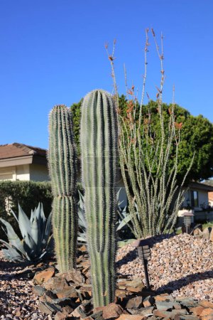 Columnar Cereus cactus como plantas decorativas en xeriscaping estilo desierto a lo largo de bordes de carreteras en Phoenix, Arizona