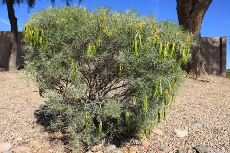 Fedrige australische Cassia oder Sive Senna (Senna Artemisioides) mit grünen Samenschoten und gelben Blüten im Frühling