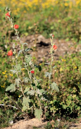 Glowing scarlet red spectacular desert Apricot Globemallow, Sphaeralcea ambigua, flowers rising above fuzzy gray-green foliage in early Arizona spring.