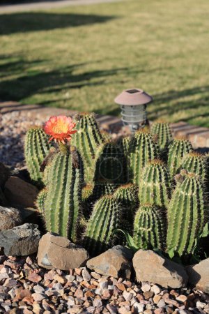 Blooming Hedgehog cactus, Echinocereus, en el parche de estilo desierto xeriscaped junto a un césped de hierba verde en Phoenix, AZ