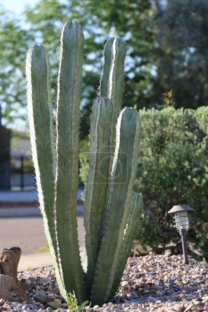 Colonne de cactus Cereus comme plantes décoratives dans le style du désert xériscaping le long des bords des routes à Phoenix, Arizona ; rétro-éclairé par le soleil du matin, peu profond DOF