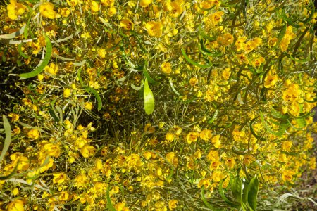 Primer plano de la nativa australiana Cassia Plateada o Senna Sive (Senna Artemisioides) con flores de color amarillo brillante y vainas de semillas verdes en primavera, fondo natural